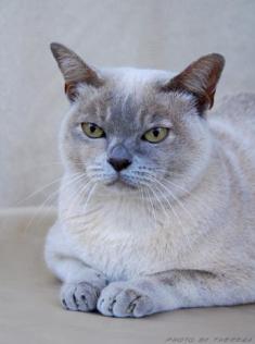 lilac tortie Burmese cat