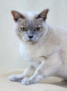 lilac tortie Burmese cat