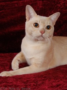 cream Burmese cat