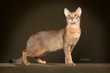 Brown Ticked Tabby | Chausie cat | ©Photo Courtesy of Helmi Flick
