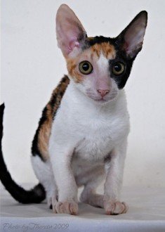 calico Cornish Rex cat