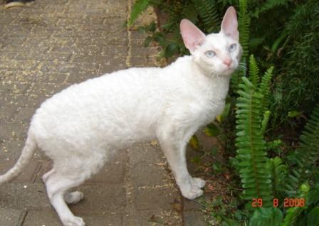 white, blue-eyed Cornish Rex