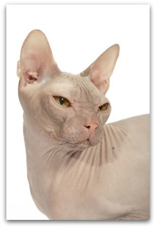 Russian Hairless cat or Donsky