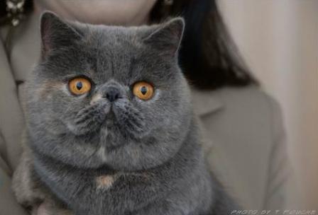 blue tortie Exotic Shorthair cat