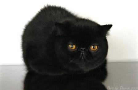 black Exotic Shorthair cat