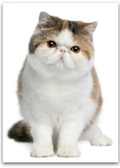 cute Exotic Persian cat