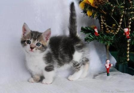 blue classic tabby Munchkin cat