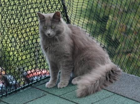 Nebelung cat