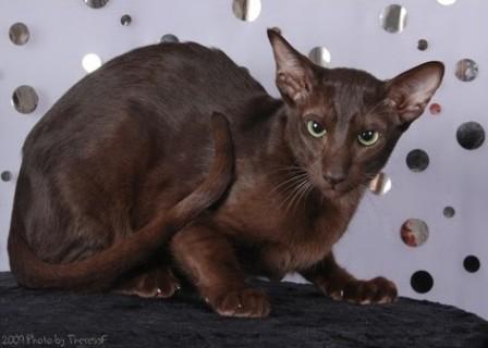 Oriental Shorthair cat brown or Havana
