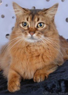 gorgeous Somali cat