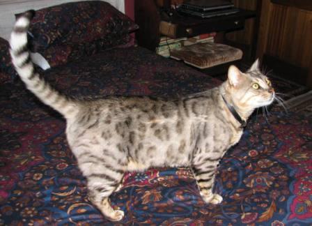 silver spotted Bengal cat
