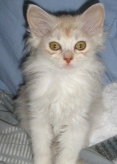 sorrel silver Somali kitten