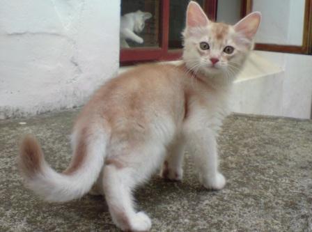 silver sorrel Somali kitten