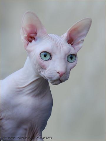 Mexican clearance hairless cat