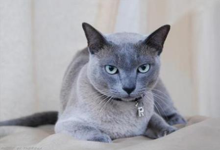 Tonkinese Cat, solid blue |Sp Pr Loeloeraai Maska Hinto |bred by Jeanine Grobbelaar |owned by Sonya  & Andre Schwartz